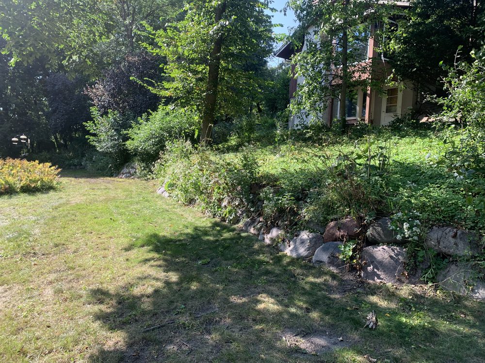 Overgrown brush before removal — Plymouth MN