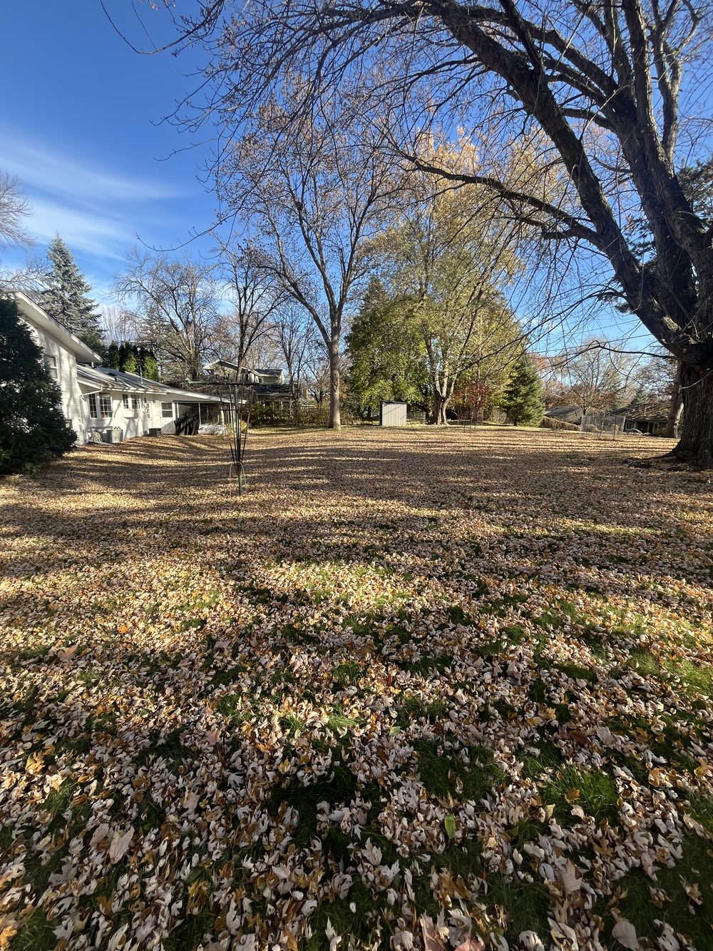 Fall cleanup before — leaves covering yard Plymouth MN